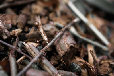 Close up of dried leaves