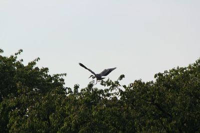 Low angle view of bird flying in sky