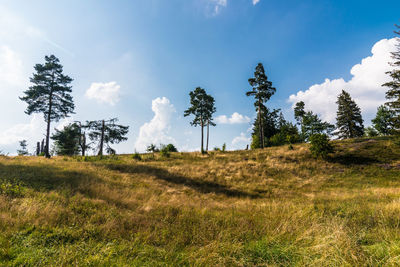 Low angle view of trees on field against sky
