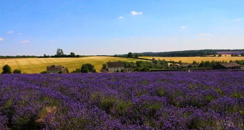 Purple flowering plants on field against sky