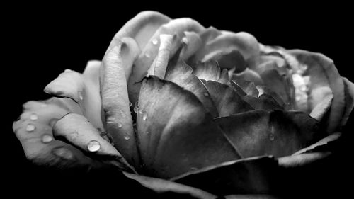 Close-up of flower over black background