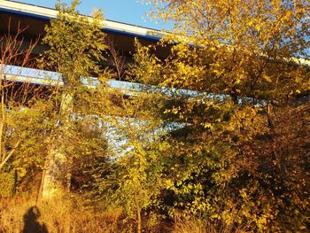 Trees in forest during autumn