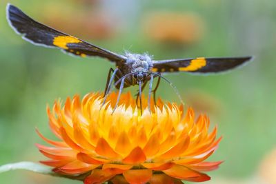 Close-up of insect on flower against blurred background