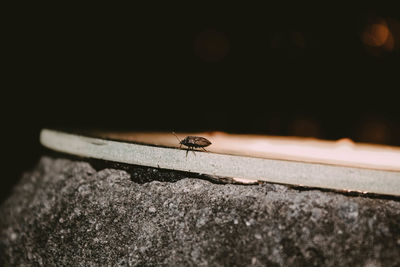 Close-up of insect on rock