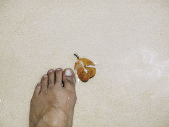 Close-up of hand holding yellow leaf on beach