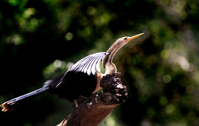 Male darter- anhinga - perched on a dead tree trunk 
