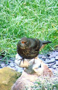 Side view of a bird
