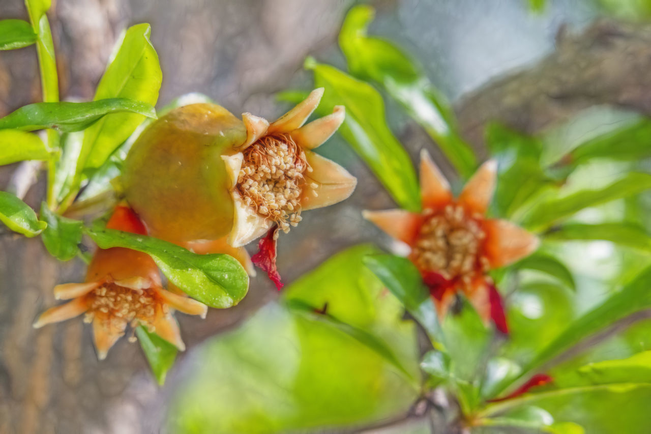 CLOSE-UP OF RED FLOWERING PLANT ON LEAF