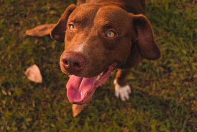 High angle view of dog on grass