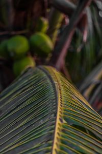 Close-up of palm leaves