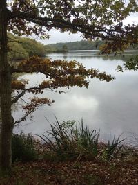 Scenic view of lake in forest