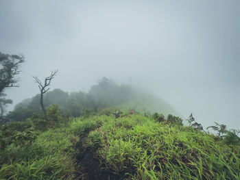nature