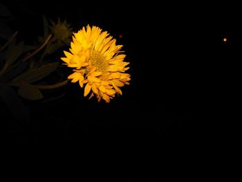 Close-up of yellow flowers against black background