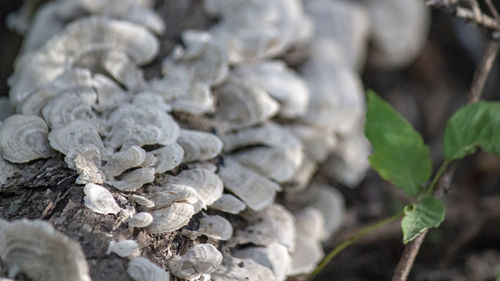 Close-up of a plant