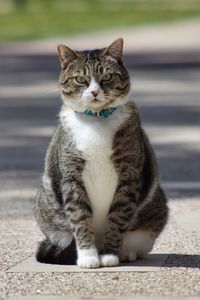 Portrait of cat sitting on street