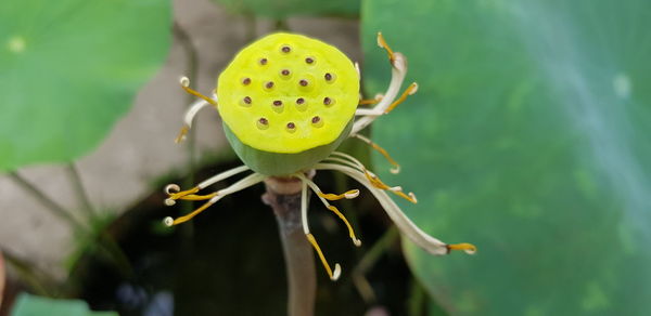 Close-up of lotus bud growing outdoors