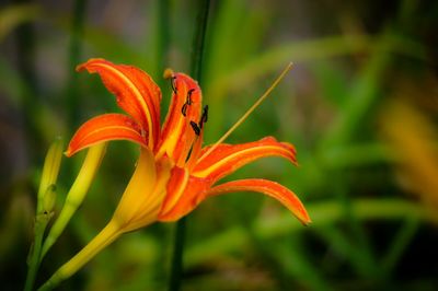 Close-up of orange flower