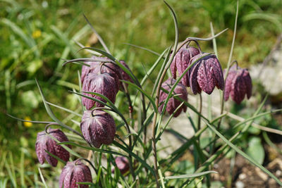 Close-up of purple flowering plant on field