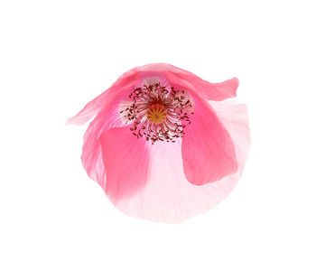 Close-up of pink flower against white background