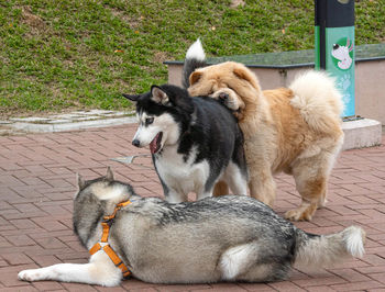 Dogs relaxing outdoors