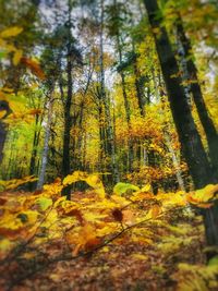 Autumn trees in a forest