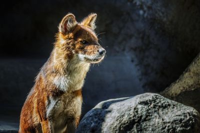 Close-up of red wolf on rock