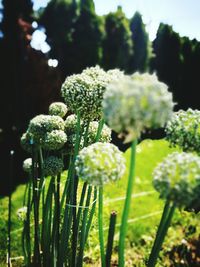 Close-up of white flowers