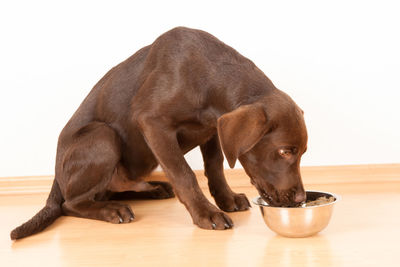 Close-up of dog eating food from bowl