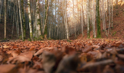 Trees in forest during autumn