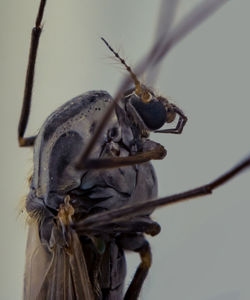 Close-up of insect on twig