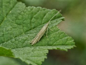 Close-up of insect on leaf