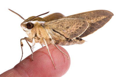 Close-up of butterfly on hand against white background