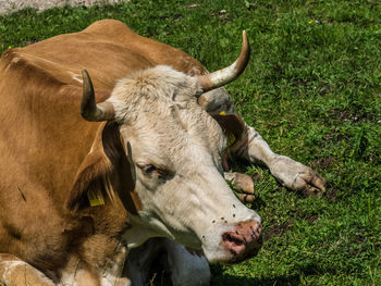 Close-up of cow on field