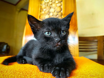 Portrait of black cat