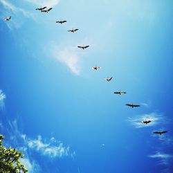 Low angle view of birds flying in sky