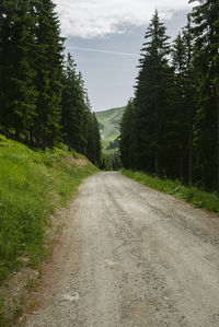 Dirt road along trees and plants