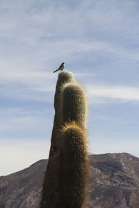 Low angle view of bird on mountain against sky