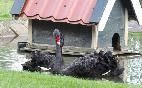 Black swans swimming by birdhouse in lake