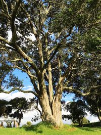 Trees on grassy field