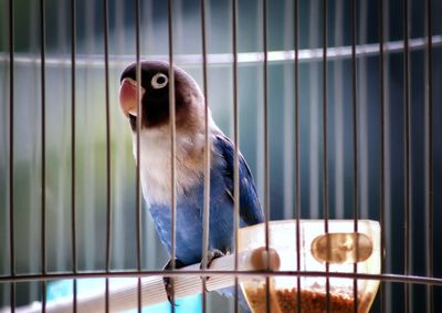View of parrot in cage