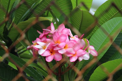 Close-up of pink flowers