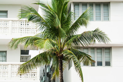 Palm tree by building