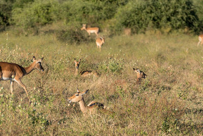 Deer in a field