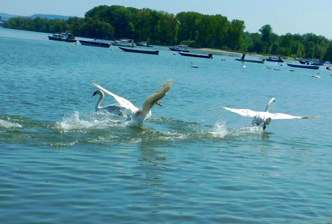 BIRDS SWIMMING IN SEA