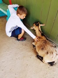 High angle view of boy with goat at farm