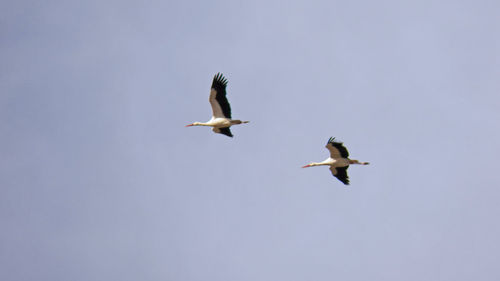 A couple of storks who are flying in the air shooted from low angle. 16x9 photography