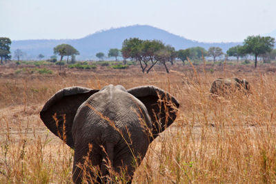 Elephant on grass against sky