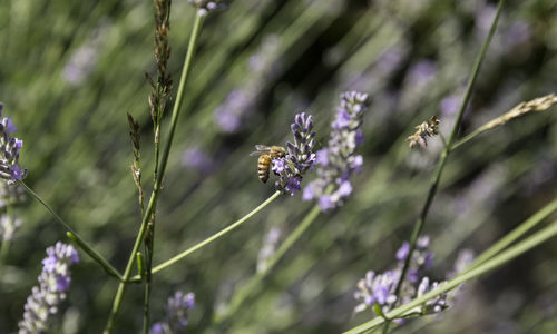 Close-up of purple flowering plants with bumblebee 