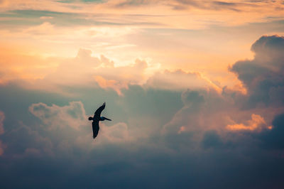 Low angle view of silhouette bird flying against sky