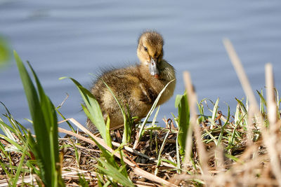 View of a bird on lakeshore